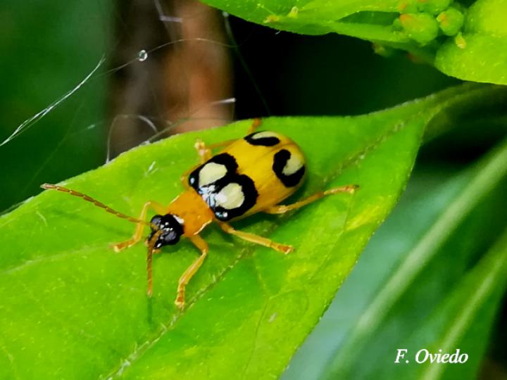 Diabrotica biannularis (Tortuguilla de dos anillos)