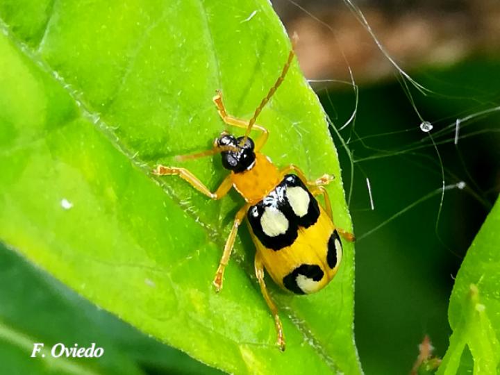 Diabrotica biannularis (Tortuguilla de dos anillos)