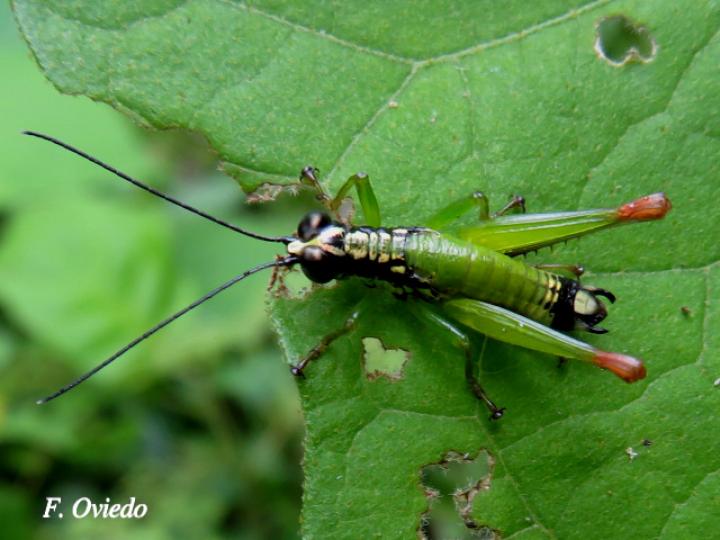 Drymophilacris bimaculata