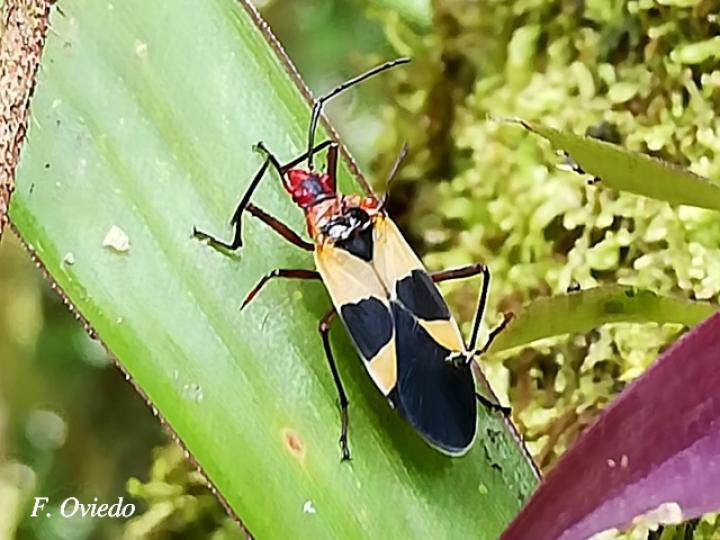 Dysdercus mimus