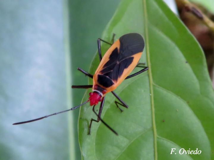 Dysdercus obscuratus (Chinche oscura del algodón)