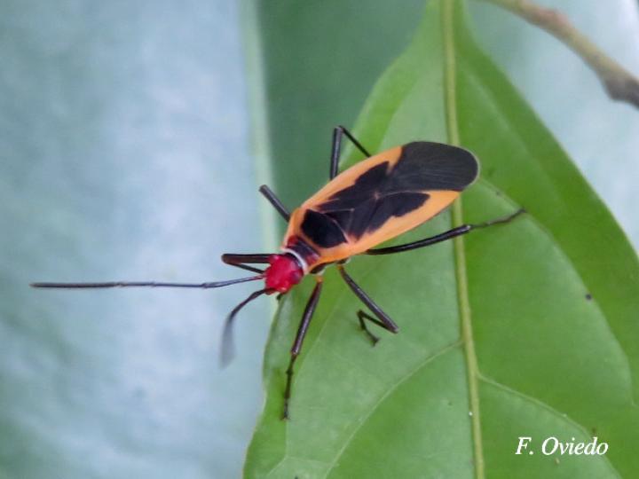 Dysdercus obscuratus (Chinche oscura del algodón)