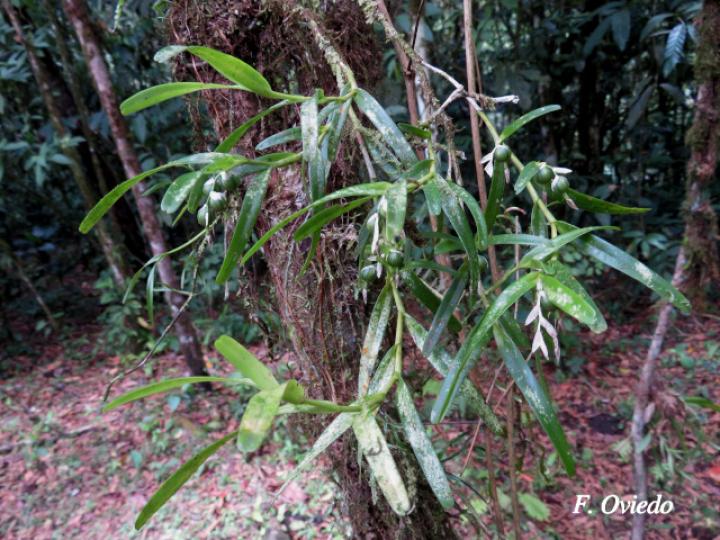 Epidendrum ramosum