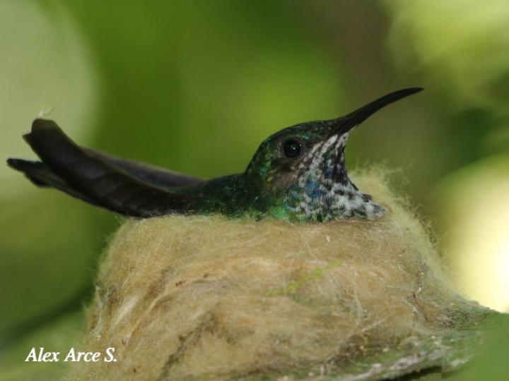 Florisuga mellivora (Jacobino nuquiblanco)