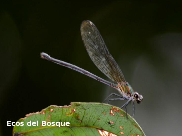 Hetaerina occisa, hembra