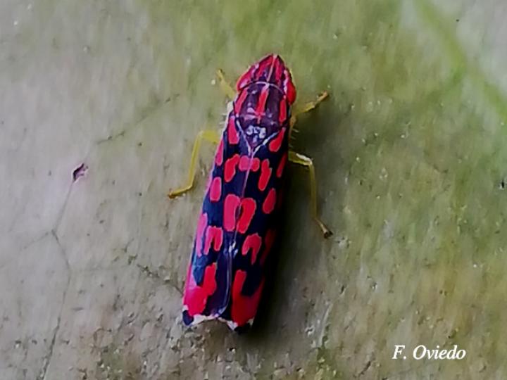Ladoffa dependens