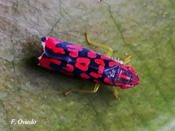 Ladoffa dependens