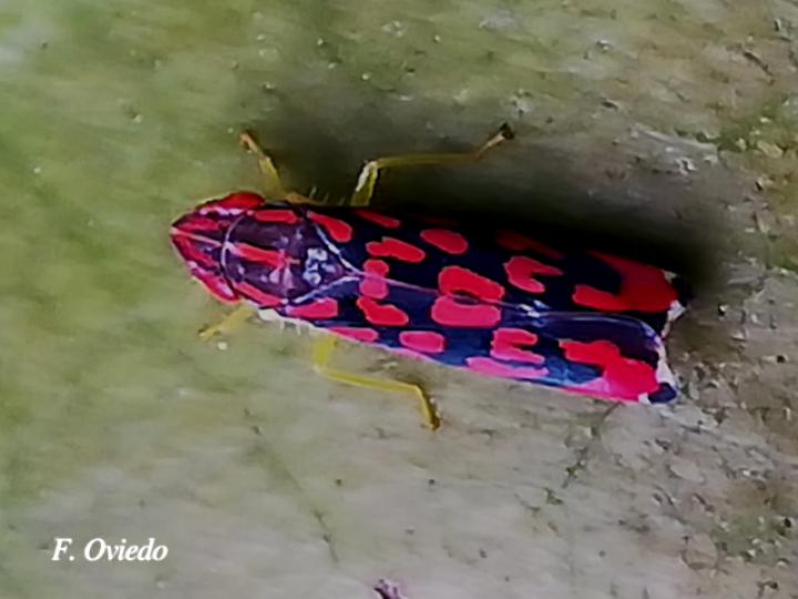 Ladoffa dependens Ladoffa dependens