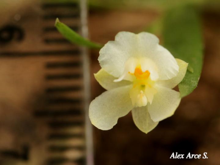 Lockhartia hercodonta