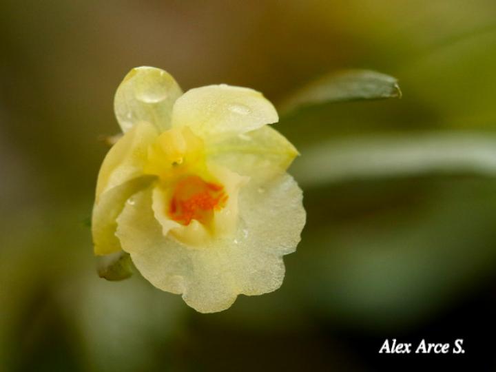 Lockhartia hercodonta
