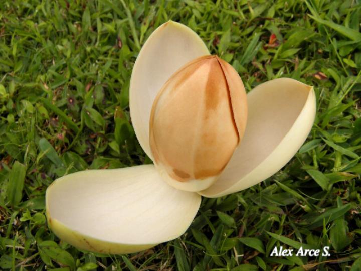 Magnolia gloriensis (Magnolia, Anonillo)