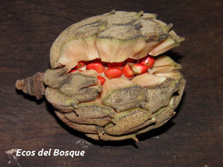 Magnolia gloriensis (Magnolia, Anonillo)