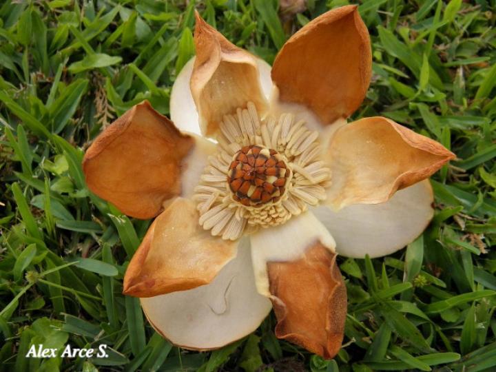 Magnolia gloriensis | Ecos del Bosque