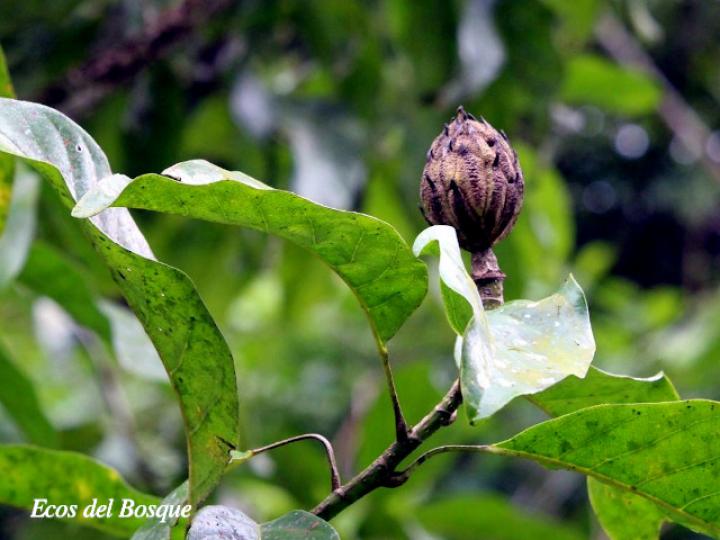 Magnolia gloriensis (Magnolia, Anonillo)