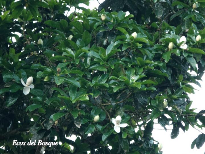 Magnolia gloriensis | Ecos del Bosque