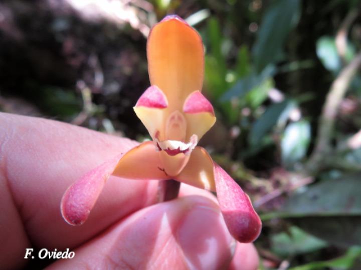 Maxillaria porrecta