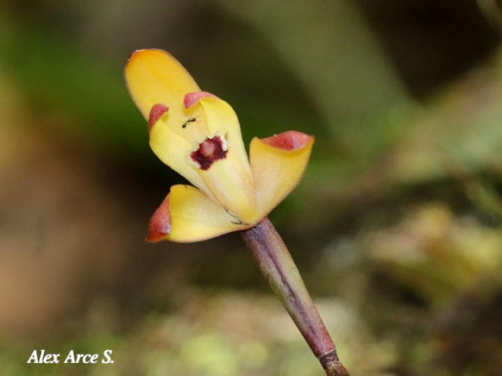 Maxillaria porrecta