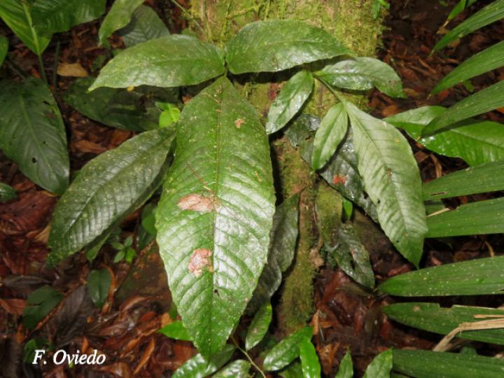 Mickelia nicotianifolia Mickelia nicotianifolia