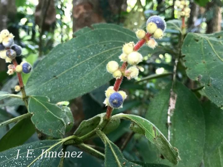 Miconia nervosa