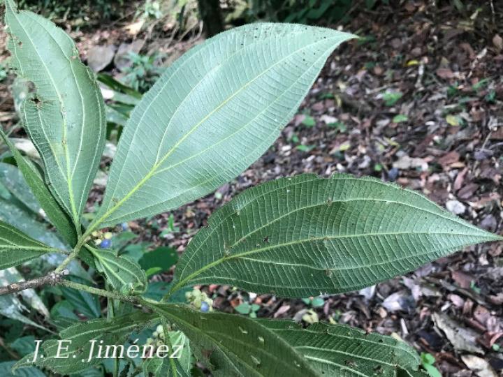 Miconia nervosa