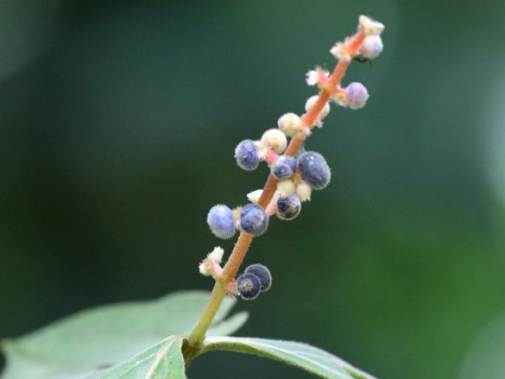 Miconia nervosa