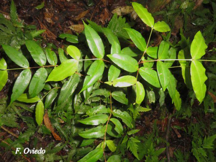 Mouriri gleasoniana (Gasparillo)