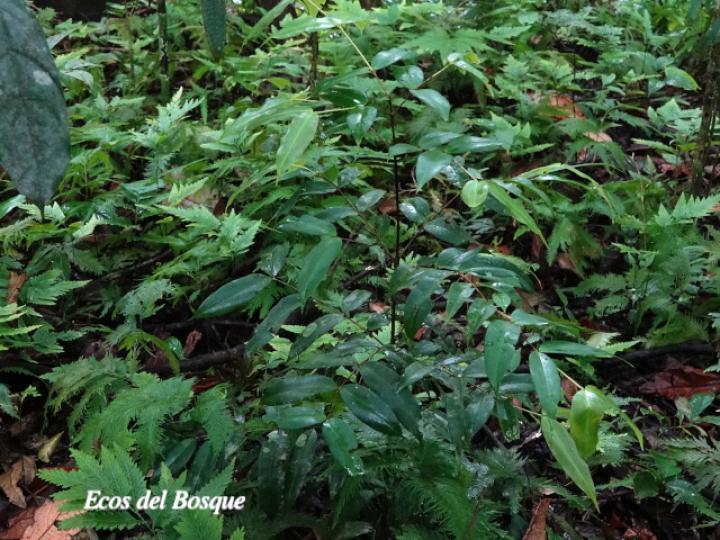 Mouriri gleasoniana (Gasparillo)