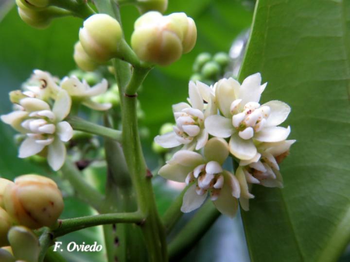 Ocotea dendrodaphne (Aguacatillo)