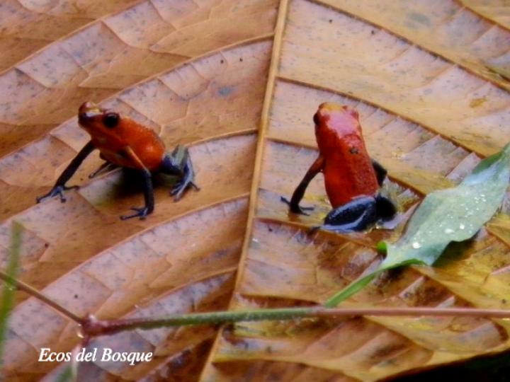 Oophaga pumilio (Rana flecha roja, ranita “blue jeans”)