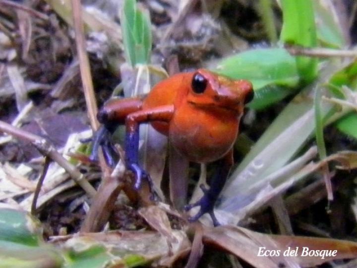 Oophaga pumilio (Rana flecha roja, ranita “blue jeans”)