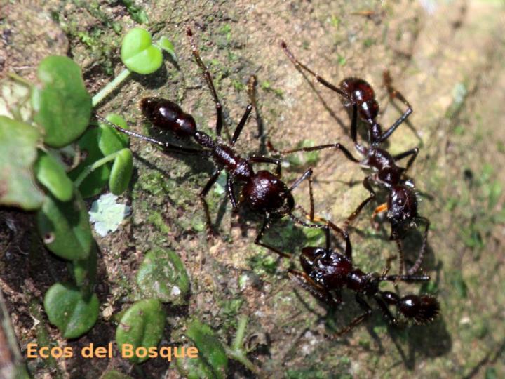 Paraponera clavata (Hormiga bala)