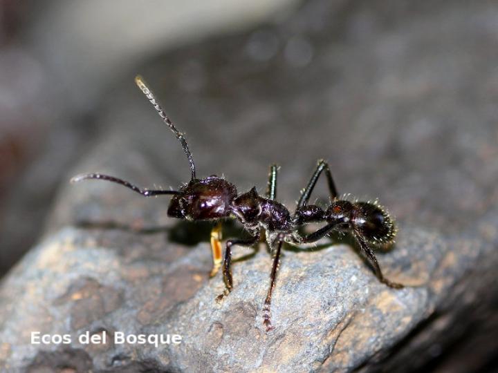 Paraponera clavata (Hormiga bala)