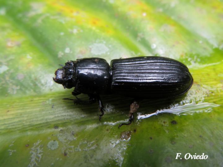 Passalus spiniger Passalus spiniger