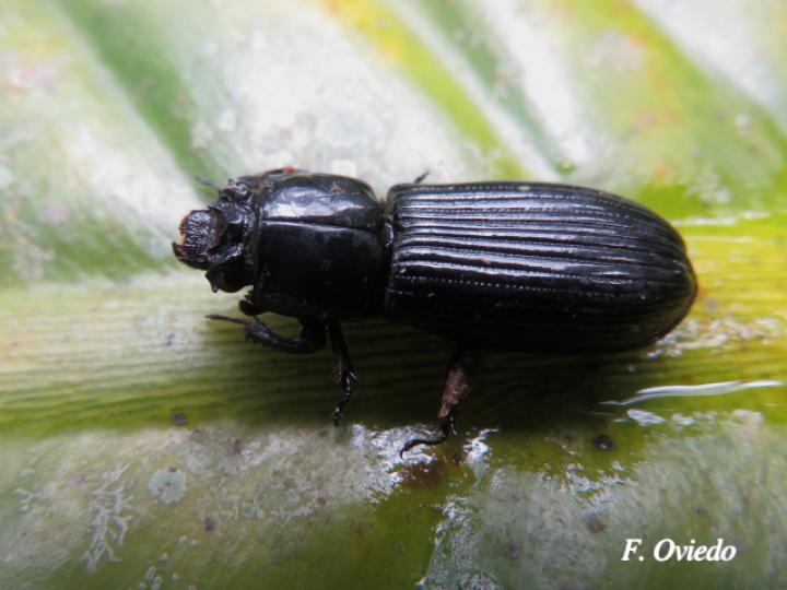 Passalus spiniger