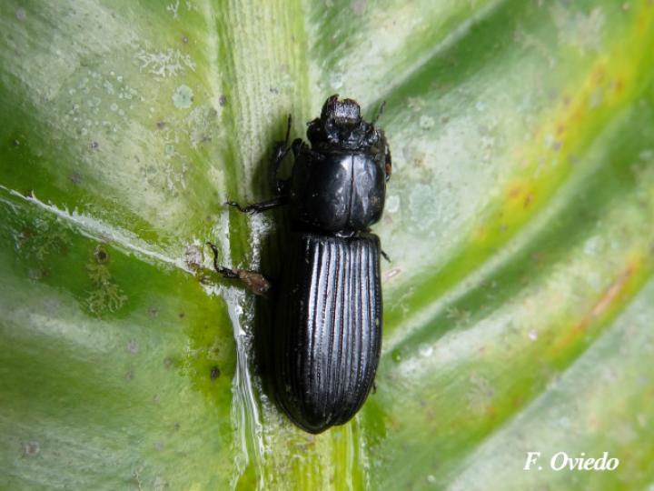 Passalus spiniger Passalus spiniger