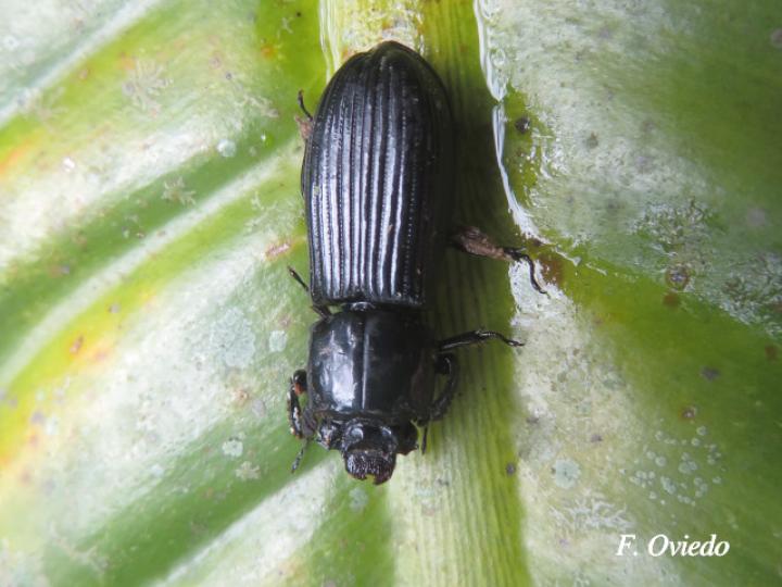 Passalus spiniger