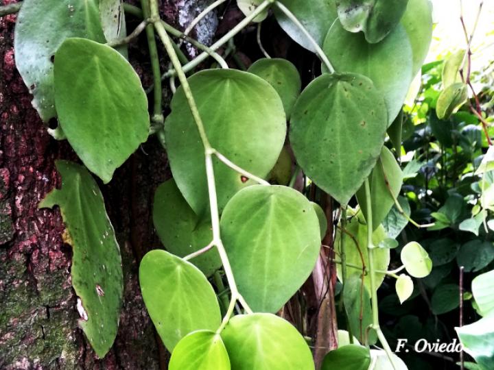 Peperomia vinasiana