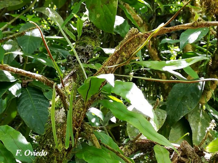 Pleopeltis wiesbaurii