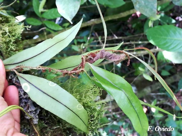 Pleopeltis wiesbaurii