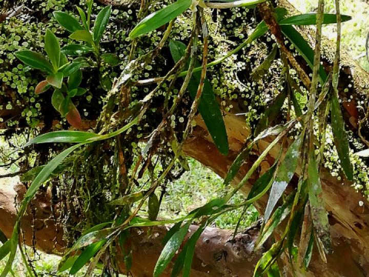 Scaphyglottis amparoana