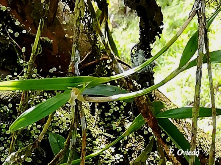 Scaphyglottis amparoana