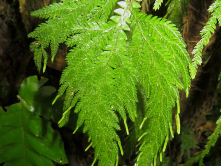 Selaginella arthritica