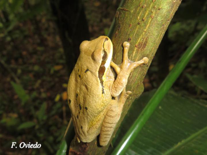 Smilisca phaeota (Rana arborícola enmascarada) Smilisca phaeota (Rana arborícola enmascarada)