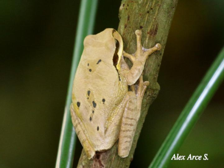 Smilisca phaeota (Rana arborícola enmascarada) Smilisca phaeota (Rana arborícola enmascarada)
