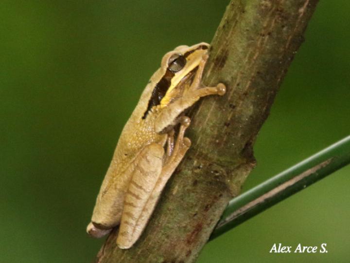 Smilisca phaeota (Rana arborícola enmascarada) Smilisca phaeota (Rana arborícola enmascarada)