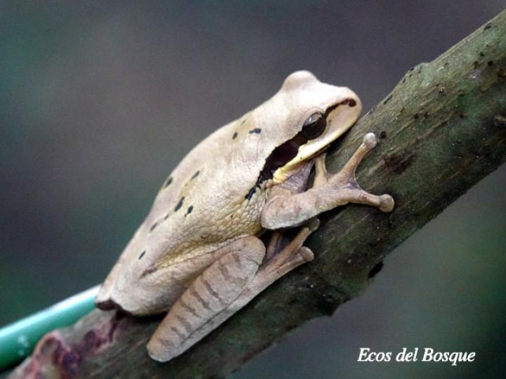 Smilisca phaeota (Rana arborícola enmascarada) Smilisca phaeota (Rana arborícola enmascarada)