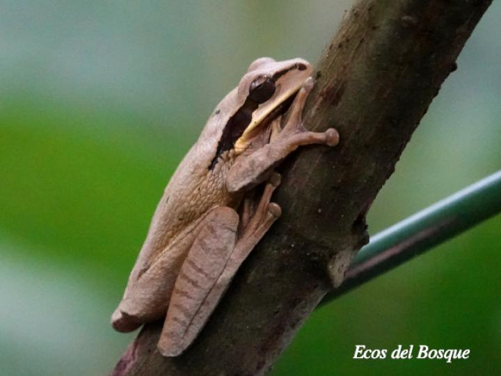 Smilisca phaeota (Rana arborícola enmascarada)