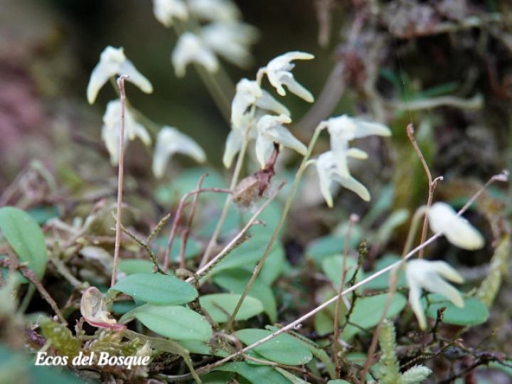 Specklinia calyptrostele