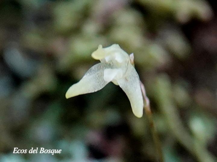 Specklinia calyptrostele