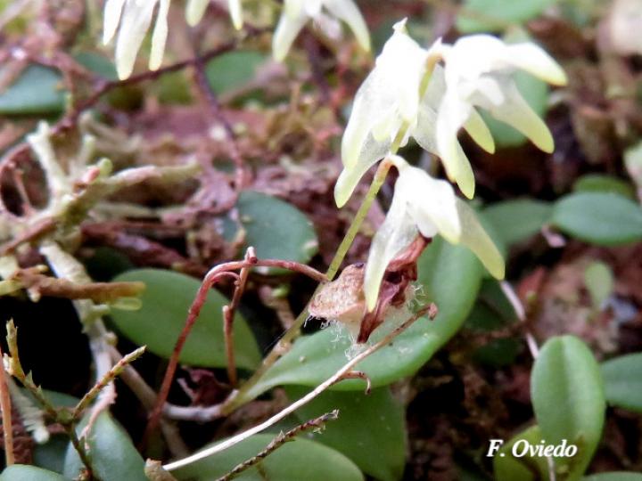 Specklinia calyptrostele